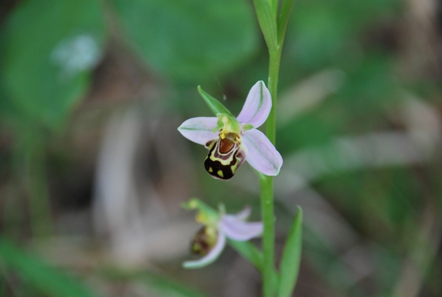 Ophrys apifera